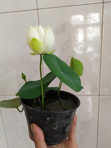 微型碗莲 小金莲 花爆多的品种 种藕