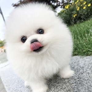 自家繁育的精品小体博美茶杯犬长不大 宠物狗狗找好主人 .