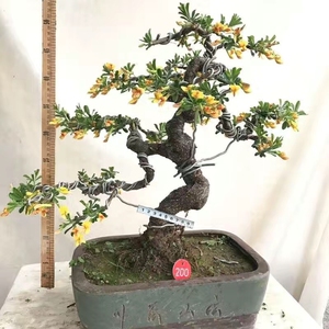 200号自己培育的造型金雀盆景整北雀,实物一物一拍,按图发货