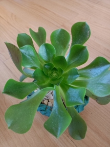 多肉植物玉龙观音