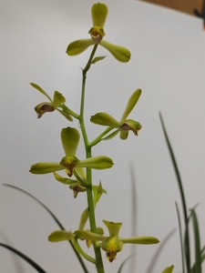 4月12日拍照,现花实图,含苞欲放,蕙兰老种(庆华梅又名潘绿