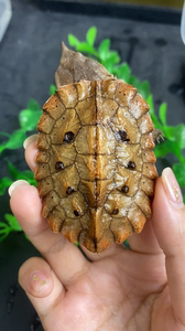 红玛塔枯叶龟3,帅气十足,龙骨直,状态活跃