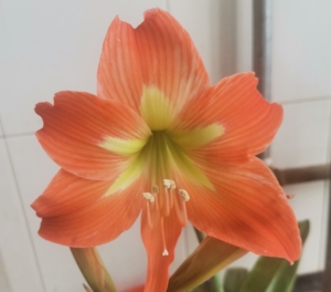 朱顶红 橙飞燕 开花球