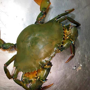 一只一斤巨无霸正宗三门青蟹 大螃蟹鲜活海鲜海蟹红鲟蟹黄膏