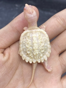 000人付款淘宝11566:白化鳄龟苗,大红眼,稳定基因hua天