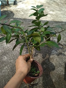 叶仙苗叶仙老桩叶仙枝条嫁接能手