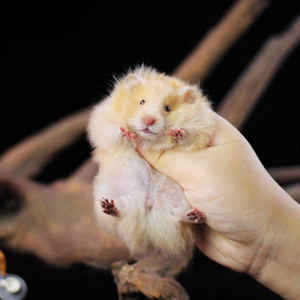 【特价长毛熊】自繁自养长毛纯银熊金丝熊稀有大型仓鼠白熊原始熊