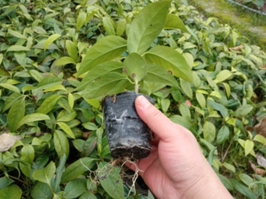 黑老虎带营养杯小苗,九块九2棵包邮,贵州发货.