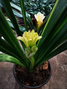 君子兰平尾绿彩兰绿花彩兰