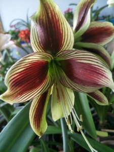 朱顶红日本凤蝶