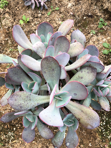 多肉植物布鲁克林的蓝缀化