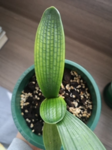 出一棵君子兰黄油匠黄体君子兰一年半苗青筋黄底纹格好不好老铁自