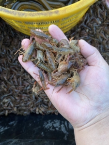 盱眙虾苗出售,需要的联系,18762022828