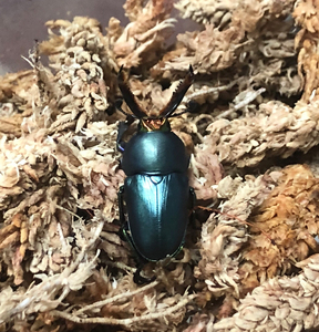 印尼金锹-淘宝拼多多热销印尼金锹货源拿货 - 阿里巴巴货源