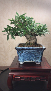 日本喜黛玉栀子花矮霸盆景 日本进口,喜黛玉栀子花是栀子中最好