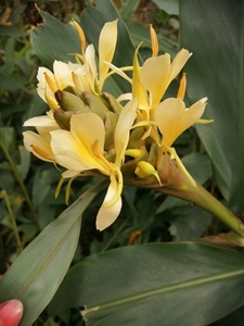 姜花野生姜花 香味浓郁 可提取精油 只发含芽根块种球,每个