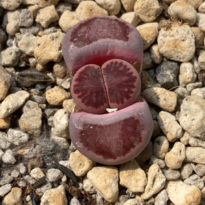 紫菊文章生石花