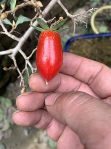 老鸦柿血红无麻果.蜡质感好.品种未知.母树是多年老盆口.换盆