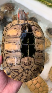 出条外池巨斑梵高巴西龟,成熟下蛋母龟2.4斤,标价卖价.