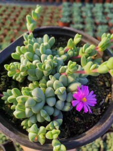 碧玉莲多肉植物老桩悬崖全店凑满68包邮7厘米群3.98元