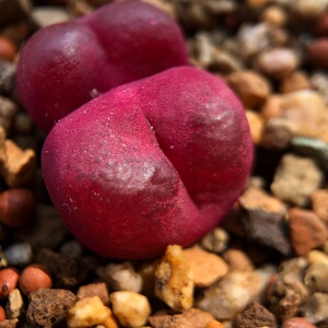 双头吕氏红宝石 毛汗尼 肉锥