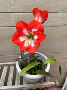 东北女王朱顶红