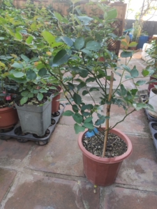 月季,青龙/雄青一物一拍,满百包邮,可以和其他品种凑单