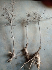 降龙木,六道木,盆景