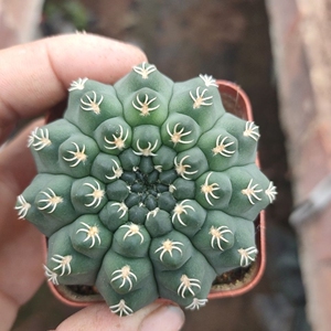 仙人球白刺瑞昌玉