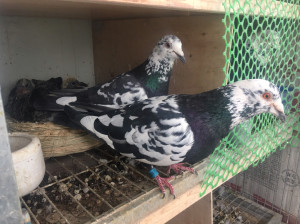 黑白花小鸽子一对,皮特兰,黑凤凰,前面是父母,后面是小崽,已