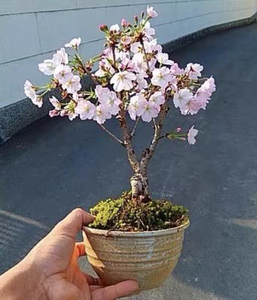 日本进口樱花盆景