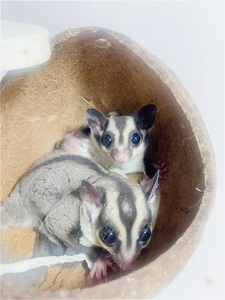 网红蜜袋鼯能滑翔的宠物抖音蜜袋鼠幼崽宝宝蜜袋鼬宠物迷你口袋鼠