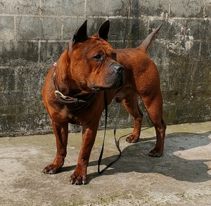 川东猎犬邻水狗