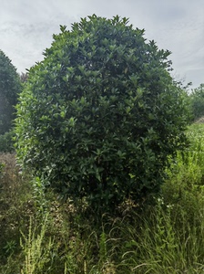 精品桂花树2米至5米冠幅几千颗，欢迎选购，位置在合肥市春江园
