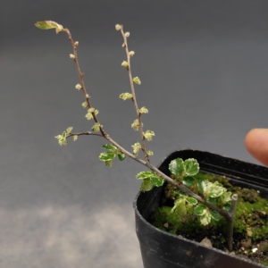 斑叶榆 日本花叶榆树