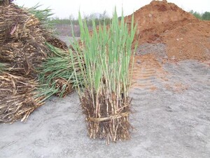 芦苇植物苗