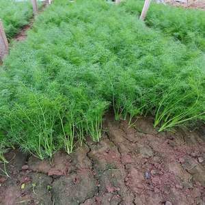 小茴香菜 新鲜现割 农家种植 健康营养 批发