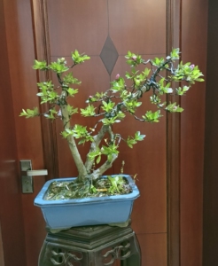 日本皋月杜鹃嫁接杜鹃鹃之舞开花图片为原来苗圃提供照片,现在只