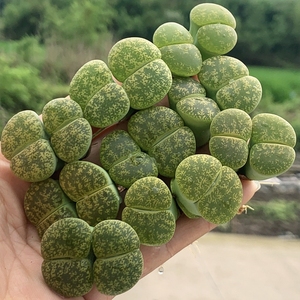 生石花双头母本 绿紫勋绿紫熏绿紫薰c36a屁股花pp花屁屁花