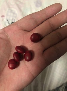 真宗江阴顾山红豆,懂货的来,五颗打包