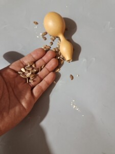 006人付款淘宝特小文玩手捻把玩葫芦种子天然种植特大观赏葫芦苗可