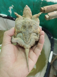 北美杂佛鳄龟,偏北美,底板微红背甲蛋甲,尾根很粗. 可自提可