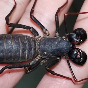 宠物鞭尾蝎 鞭蝎雷达蝎活体雨林蝎 巨型宠物蝎子蜘蛛另类爬虫活