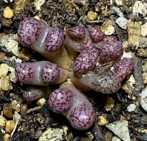 arm388a小m*evj8512小飞肉锥如图15/头,整颗