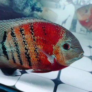 帝王虎斑菠萝,卡瑞尔,虎斑,菠萝,鲷科鱼,美鲷,25cm左右