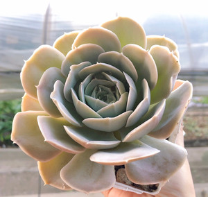 多肉植物石莲属圣卡洛瓷圣卡洛斯白玫瑰一物一拍