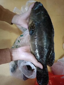 龙胆石斑鱼新鲜超大,一条三斤左右,肉厚肥美,青岛李沧区本地可