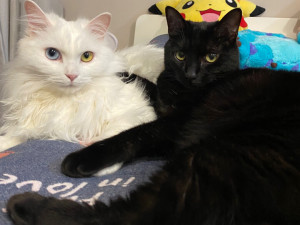 狮子猫山东狮子猫临清狮子猫纯白猫纯黑猫黑白猫异瞳鸳鸯眼孟买黑