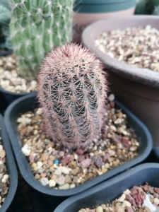 御旗虾  仙人球   宽四厘米左右高7厘米  有些人会拿皇冠