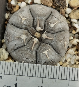 实生 裸萼 铅皮sto1581 皮很好,如图